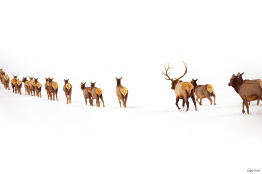 Snowy Elk Procession